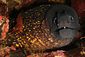 Moray